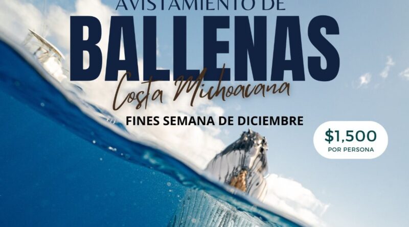 Ya es tiempo de avistamiento de ballenas en Michoacán, venden paquetes de viaje desde Morelia