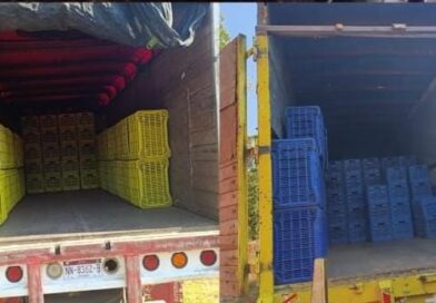 Detienen a 14 que robaban aguacate en una huerta